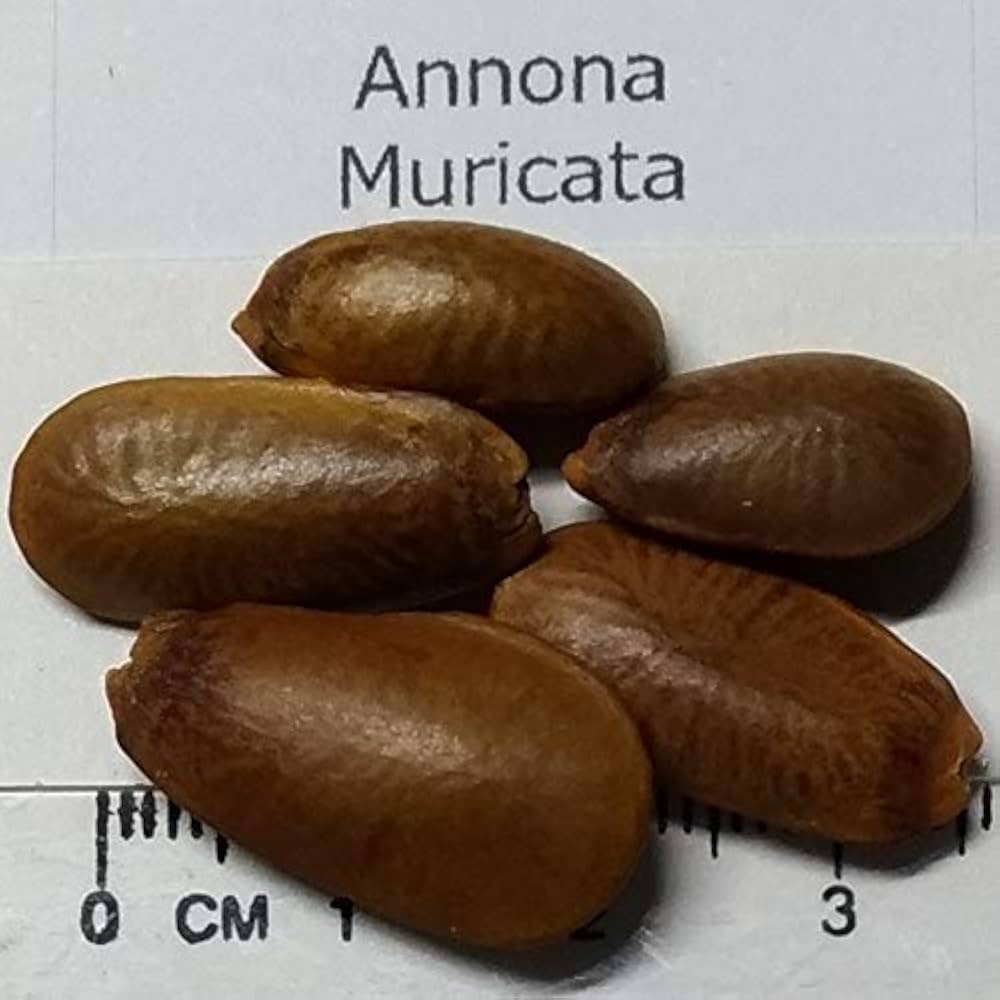 Amazon | 【種子】Annona Muricata ◇サワーソップ◎トゲ
